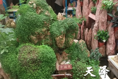 秦皇岛假山石盆景